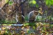 Gray fluffy cats sit on a tree among the branches and leaves