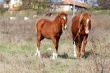 Horse and foal grazing in a meadow