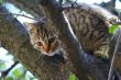 Gray fluffy cat sits on a tree among the branches and leaves