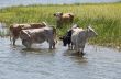 Cows at a riverbank