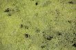 Duckweed