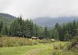 Cow pasturing in Carpathian mountains