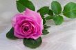 Flower bright pink rose with the leaves on the background of whi