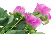 Flowers and flower buds of peonies at white background.