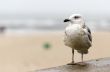 Sea gull in Kolobrzeg