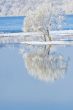 frosty trees