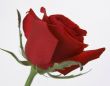 red amazing rose