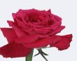 amazing rose