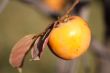 Persimmon fruit detail in vivid orange color on the tree branch
