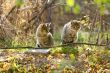 Two gray fluffy cats sits near the branches and leaves