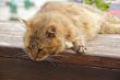 Red fluffy cat sits on the fence