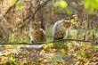 Two gray fluffy cats sits near the branches and leaves