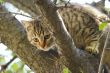 Gray fluffy cat sits on a tree among the branches and leaves