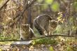 Two gray fluffy cats sits near the branches and leaves