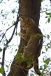 Gray fluffy cat sits on a tree among the branches and leaves