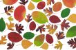 Autumn leaves with different trees on a white background.