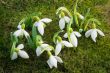 The first flowers - snowdrops on the background of green moss