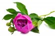 Flowers and flower buds of peonies at white background.