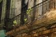 Ruin in Havanna