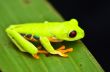 Red eyed tree frog
