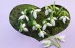 The first flowers - snowdrops on the background of green moss