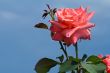 Beautiful blossoming rose against the blue sky.