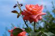 Beautiful blossoming rose against the blue sky.