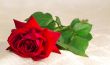 Flower red rose with the leaves on the background of white silk.