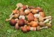 Beautiful mushrooms on the grass in the forest.