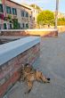 Venice Italy cat on the street