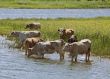 Cows at a riverbank