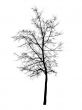 Bare tree isolated over white