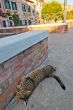 Venice Italy cat on the street
