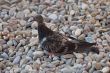 Dove on the pebbles.