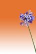 Agapanthus isolated