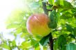 Apple of red on branch. Apple on natural background..