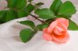 Flower bright pink rose with the leaves on the background of whi
