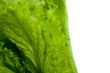 leaf lettuce close-up