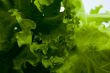 leaf lettuce close-up