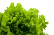 leaf lettuce close-up