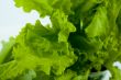 leaf lettuce close-up