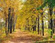 Autumn landscape