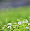 white daisies on the field