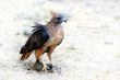 Hungry Red Teiled Hawk