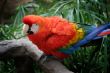 Scarlet Macaw