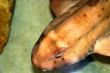 Horn Shark