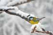 Blue Tit in the snow on a tree