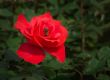 Bee gathers honey in the centre of a big red rose.