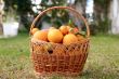 Basket full of exotic fruits