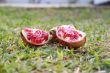 Pomegranate in the grass